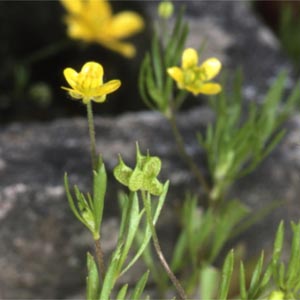 Ranunculus Arvensis